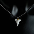 Necklace with White Shark Tooth Pendant