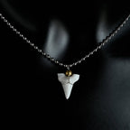 Necklace with White Shark Tooth Pendant